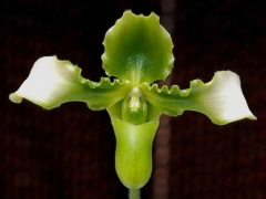 Paph. hirsutissimum var. esquirolei frm. album